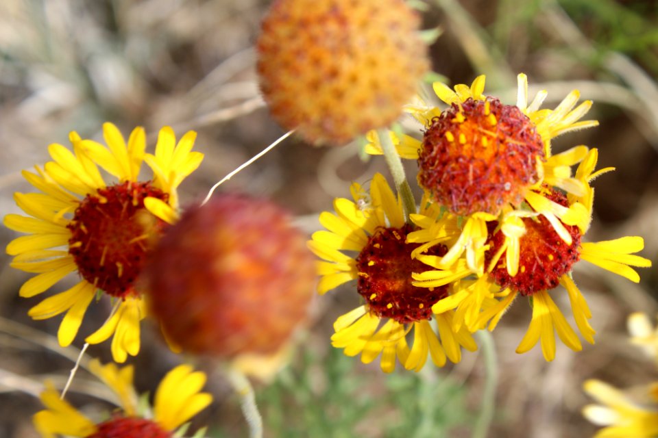 Red dome blanketflower (Gaillardia pinnatifida)