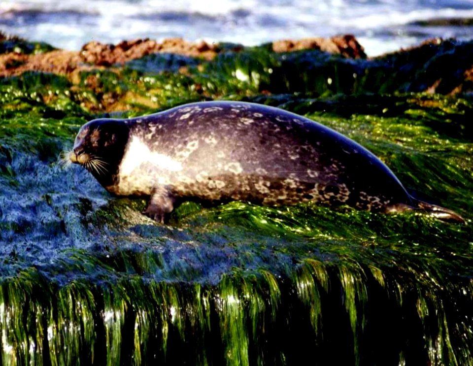 Seal Pup at the Cove,  La Jolla San Diego