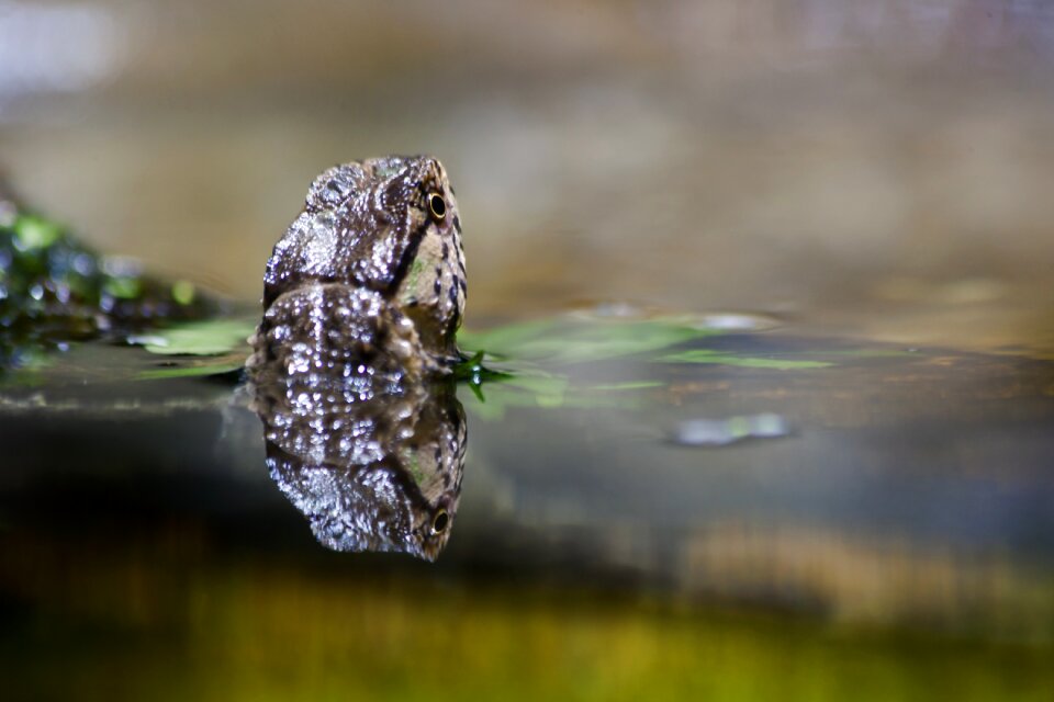 Pond close up animal portrait