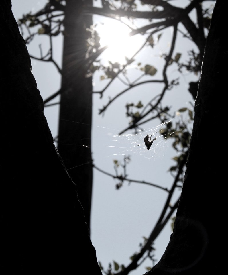 Lovely spider web