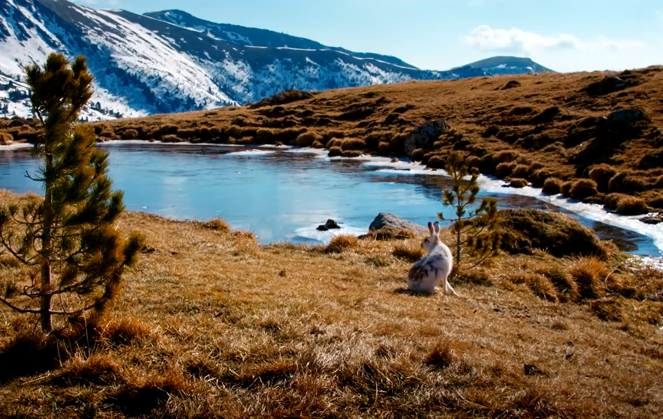 Mountain HARE-Austria
