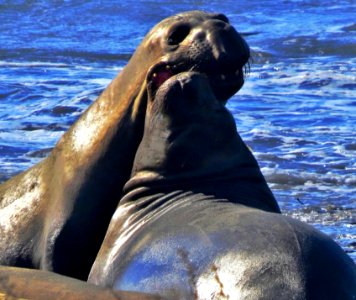 Elephant Seals , Ano Nuevo State Beach. photo