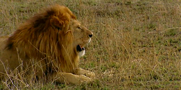 Lion-Kenya