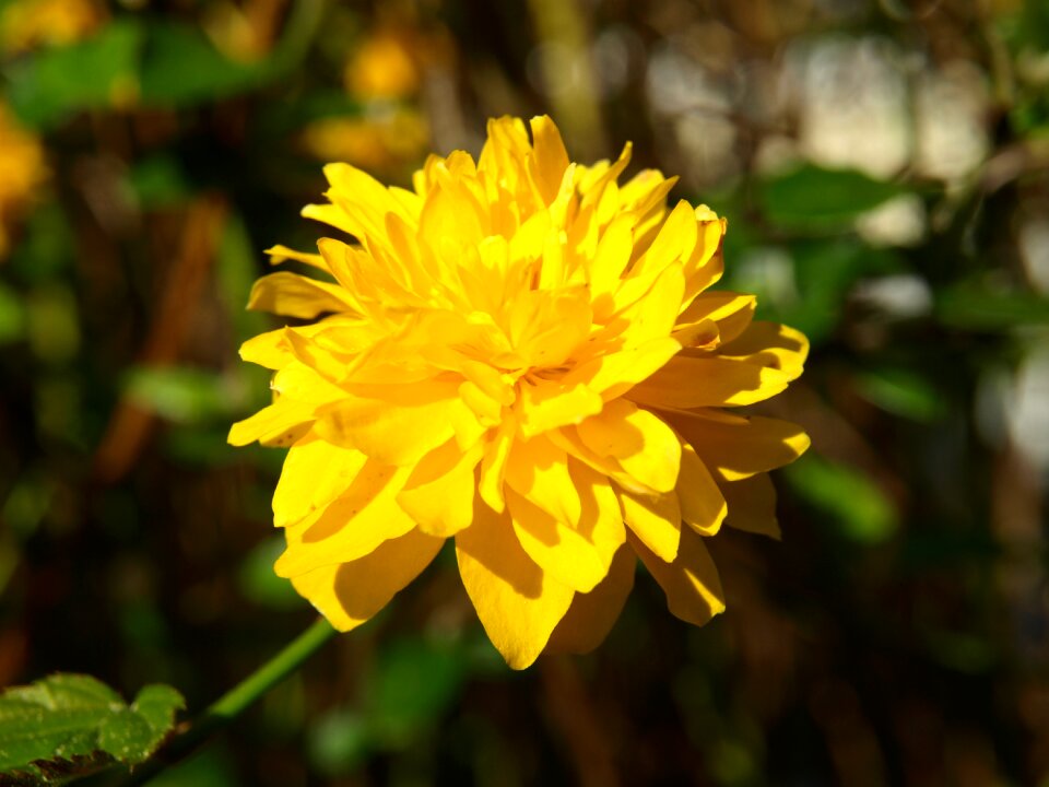 Bloom bush ornamental plant