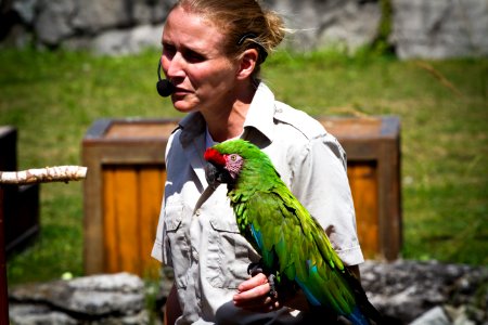 Macaw @ African Lion Safari