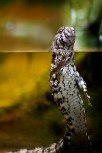 Lizards creature reptile