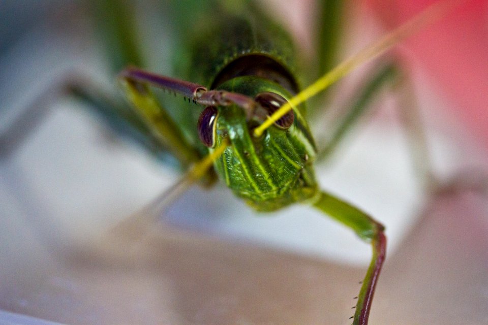 Grasshopper 蚱蜢