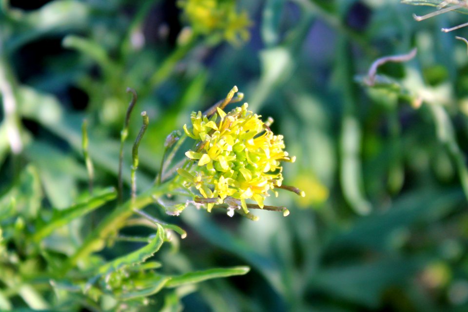 Tansy Mustard (Descurainia sp)