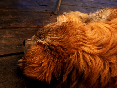 Sleepy dog