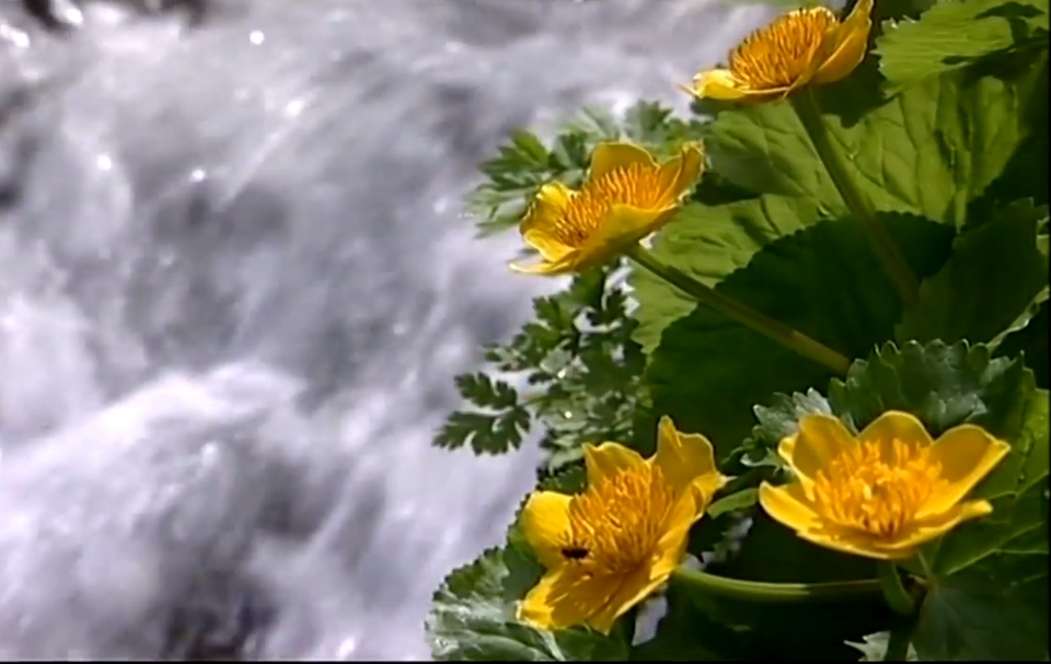 Enjoying nectar at the waterfall-Austria