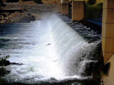 Salmon Run , Feather River, California photo