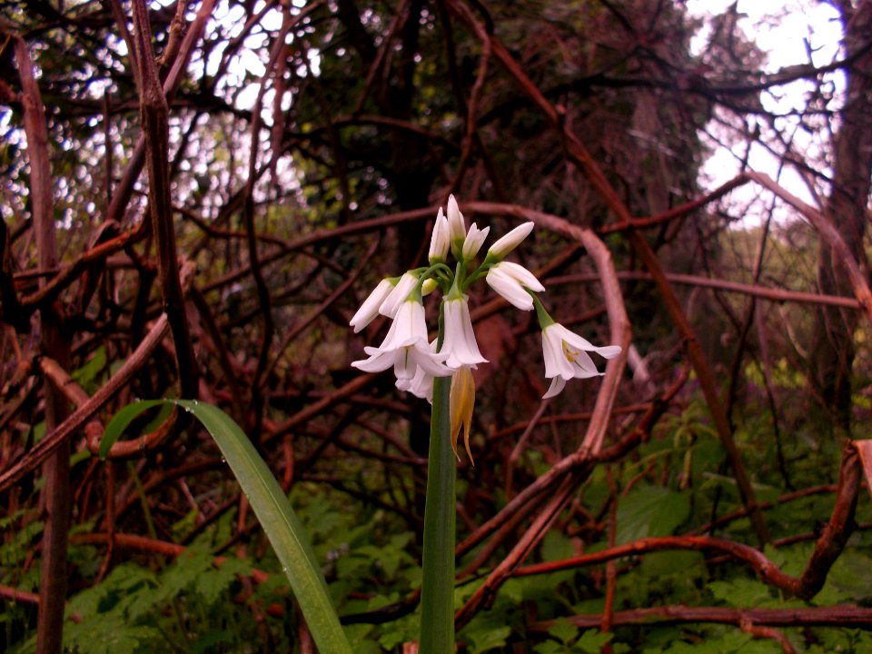 2013 04 01 villaggio delle mimose