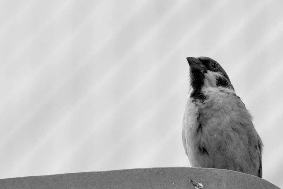 Hiya, 0723 bird
