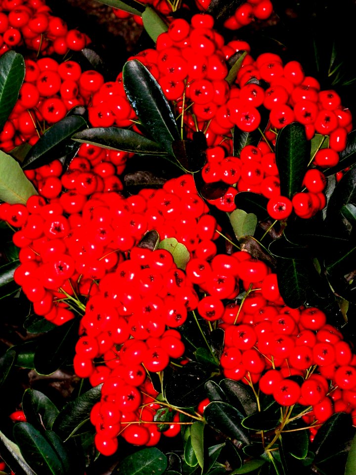 Have A Berry Enjoyable Holiday, Get Red E and Enjoy