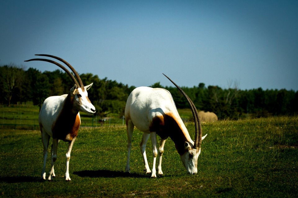 Scimitar-Horned Oryx