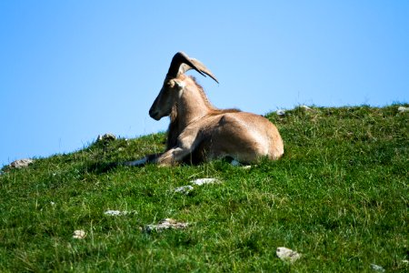 Barbary Sheep