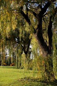 Royal Branches