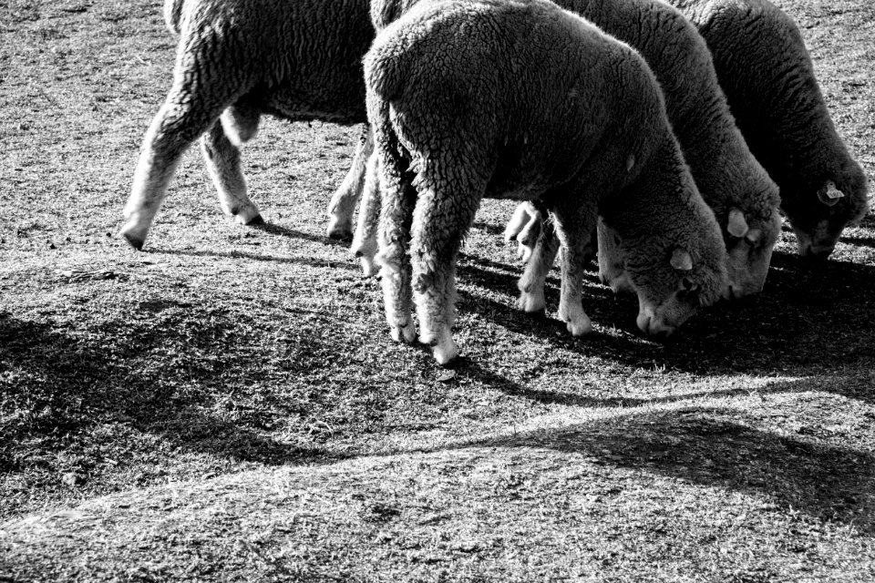 Sheep at Cingjing Farm 清境農場