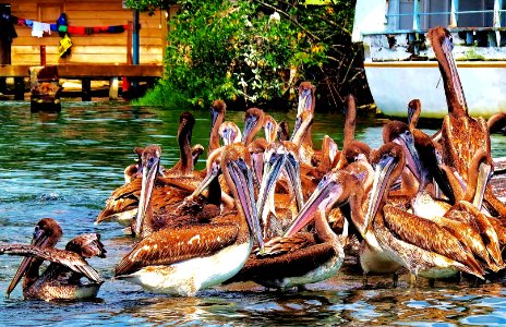 Pelican Squaters, Guatemala photo
