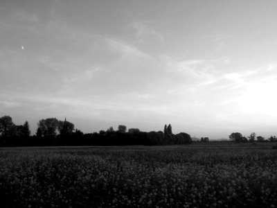 Rapsfeld II