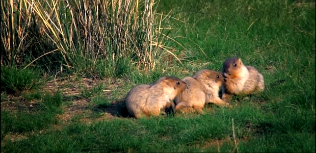 3 Graces In The Grass-Mongolia