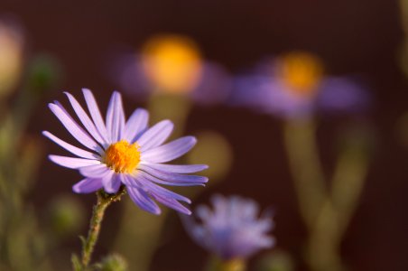Hoary Spine Aster