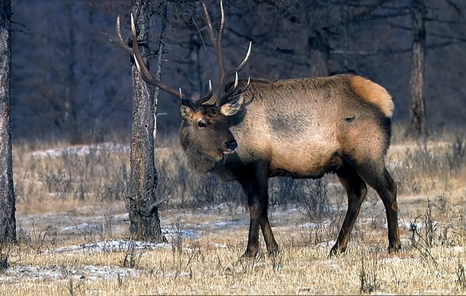 Deer-Mongolia
