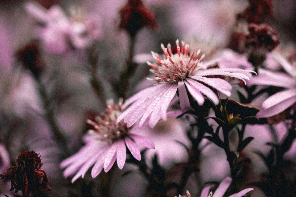 Nature spring colorful