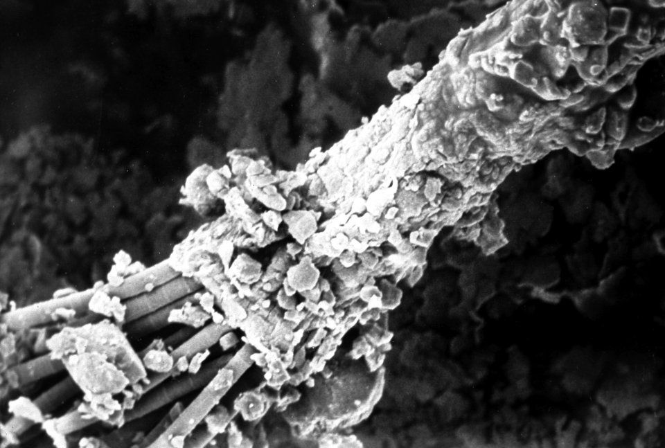 Sheaths of cyanobacteria (950x magnification)