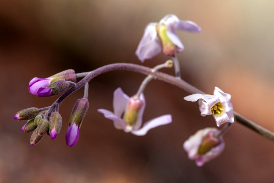 Pretty rockcress (Arabis perennans)