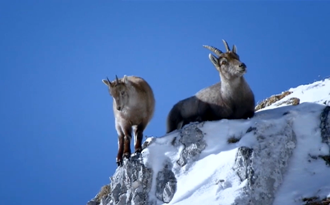 Very High In Mountain With Mom-Austria