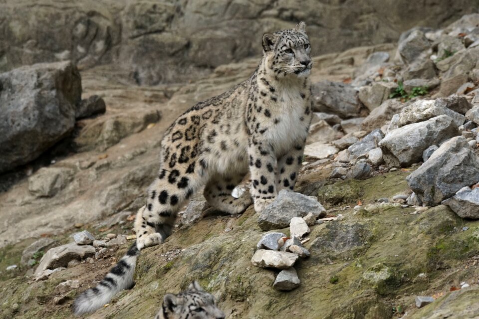 Snow leopard big cat animals