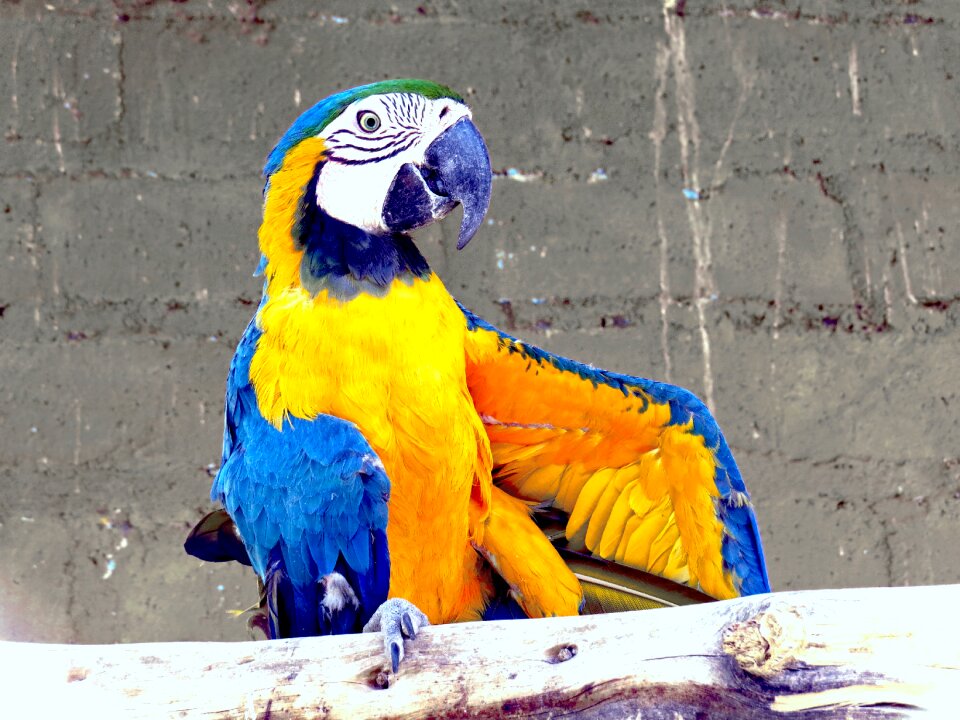 Animals nature fauna