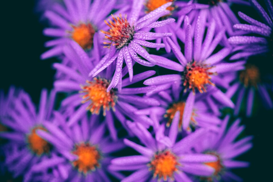 Nature spring plant