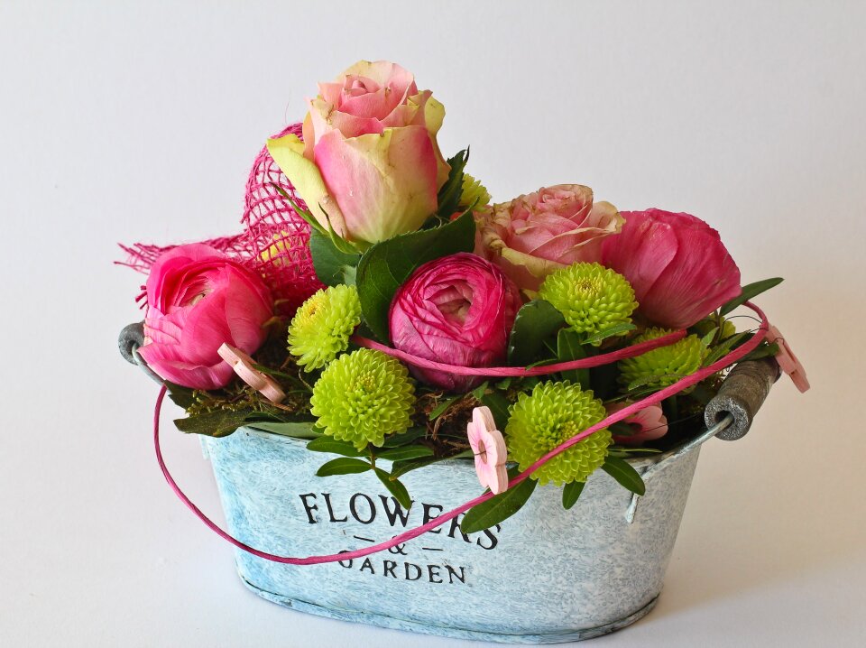 Plant blossom bloom