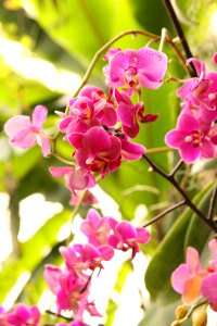 Flower tropical plant