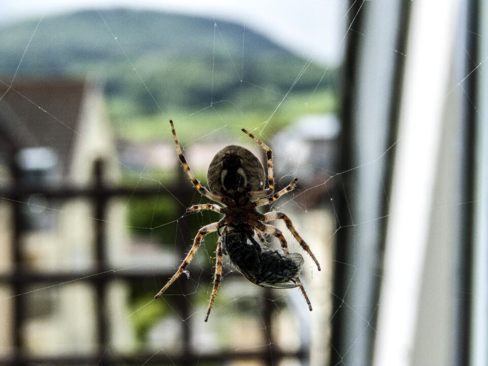 Close up nature animal
