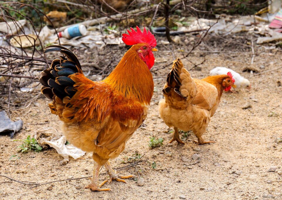 Cock flower cock hen