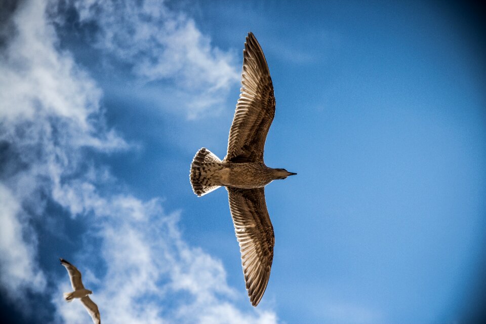 Nature gull sea