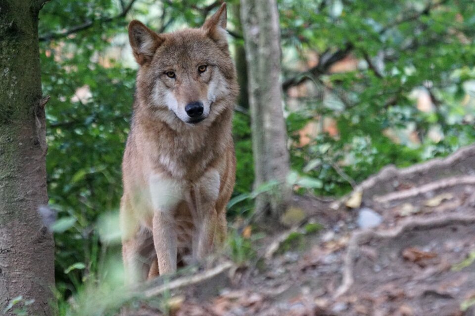 Wolf european wolf attention
