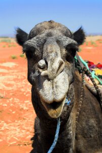 Camel desert animal sahara photo