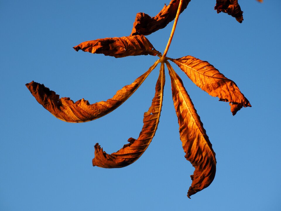 Leaves autumn fall color