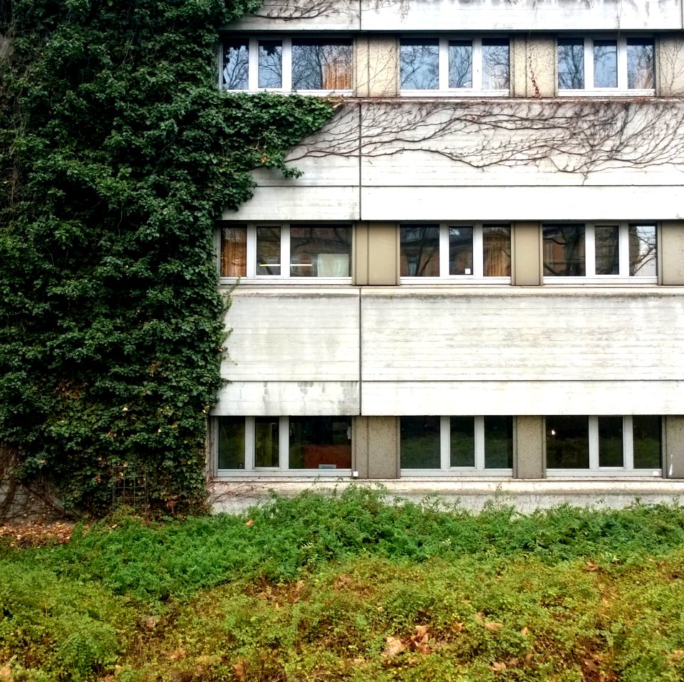 Efeu und Beton