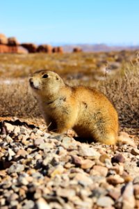 Prairie Dog at Broken Arch