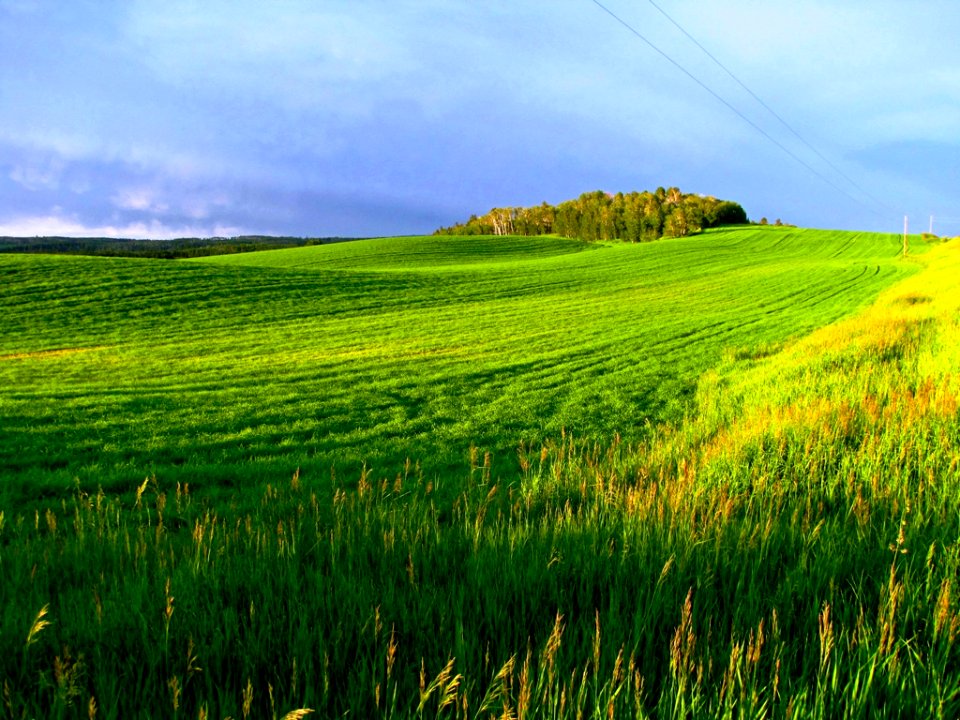 Idaho Green, Seed Potato Fields