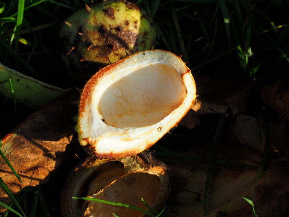 Autumn fruit autumn white