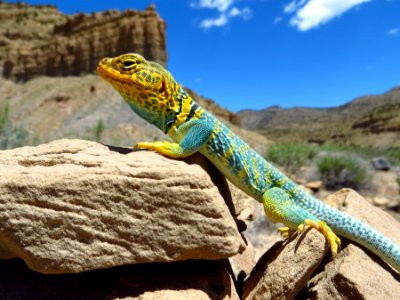 Collared Lizard near Thompson Springs