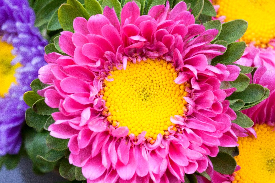 Nature flowers blossom