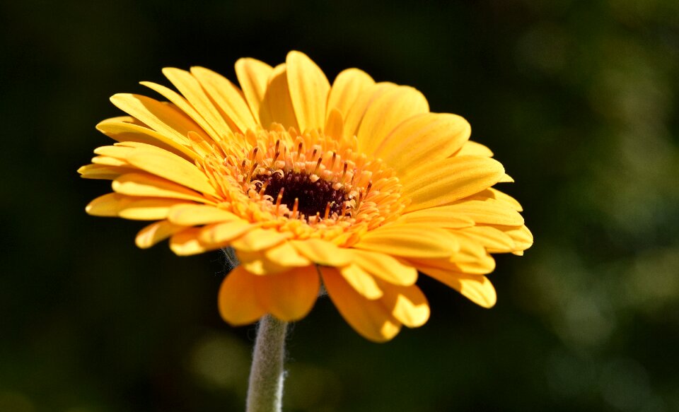 Bloom yellow plant