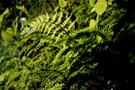 Ferny Forest Floor (Brook Waimarama Sanctuary)
